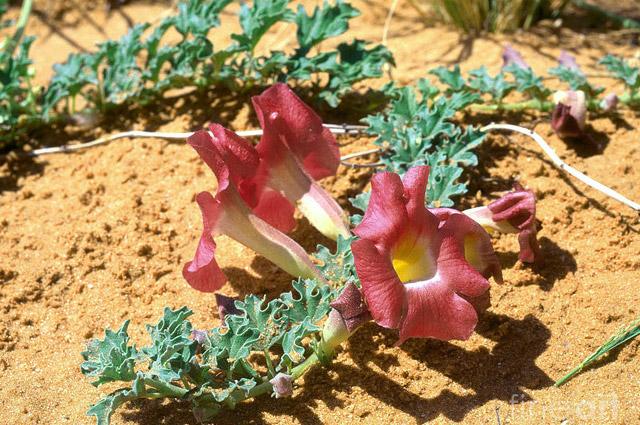 Harpagophytum Nutrilair Maroc